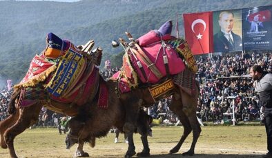 Pehlivan develer Torbalı Arenasına inecek