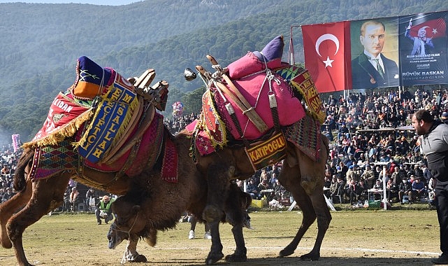 Pehlivan develer Torbalı Arenasına inecek