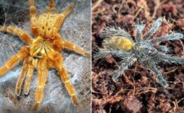 26 bin lira cezası var! İnternette ilan verip 2 bin 500 liraya tarantula satıyorlar