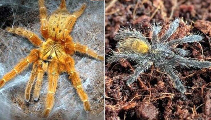 26 bin lira cezası var! İnternette ilan verip 2 bin 500 liraya tarantula satıyorlar