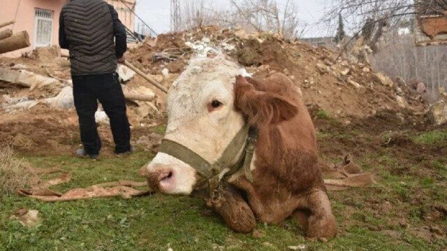 Adıyaman’da 15 gün sonra bir inek enkazdan sağ çıkarıldı