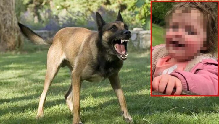 Bir köpek dehşeti daha! Bu kez bahçede oynayan 4 yaşındaki kız çocuğunu hedef aldılar