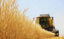 Bitkisel üretim 2022’de evvelki yıla nazaran artış kaydetti