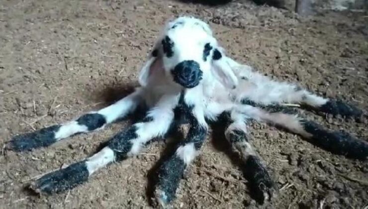 Diyarbakırlı çoban hayatının şokunu yaşadı! Sürüsündeki kuzu, 6 bacaklı doğdu