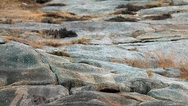 Fotoğraftaki leoparı görebiliyorsanız bir şahinin gözlerine sahipsiniz