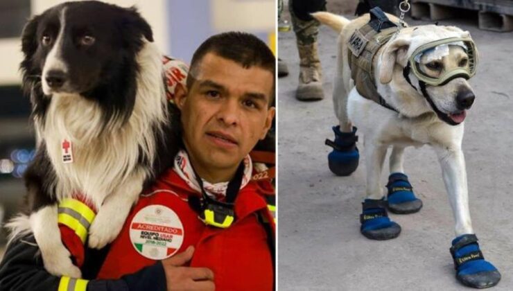 Meksika, 16 kahraman arama-kurtarma köpeğini Türkiye’ye gönderiyor