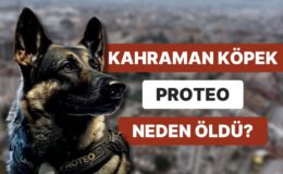 Meksika’dan Deprem Bölgesine Gelen Arama Kurtarma Köpeği Proteo Neden Öldü?