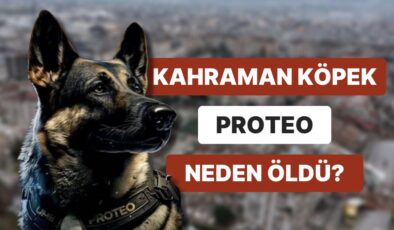 Meksika’dan Deprem Bölgesine Gelen Arama Kurtarma Köpeği Proteo Neden Öldü?