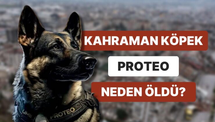 Meksika’dan Deprem Bölgesine Gelen Arama Kurtarma Köpeği Proteo Neden Öldü?