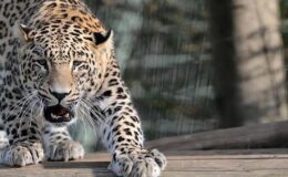 Pakistan’ta şehre inen leopar insanlara saldırdı, ülkede alarm verildi: Evinizden çıkmayın