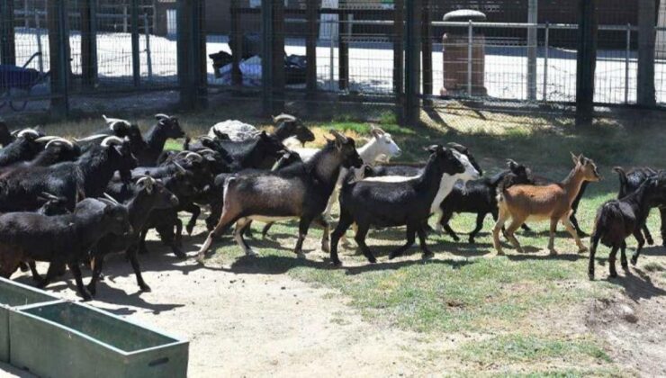 Ülkeyi ayağa kaldıran skandal! Hayvanat bahçesi müdürü yılbaşı partisi için 4 keçiyi pişirtti