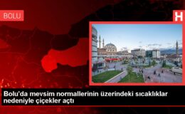 Bolu’da mevsim normallerinin üzerindeki sıcaklıklar nedeniyle çiçekler açtı