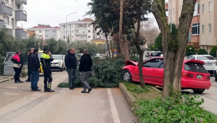 Bursa’da alkollü sürücü ağacı devirerek durabildi