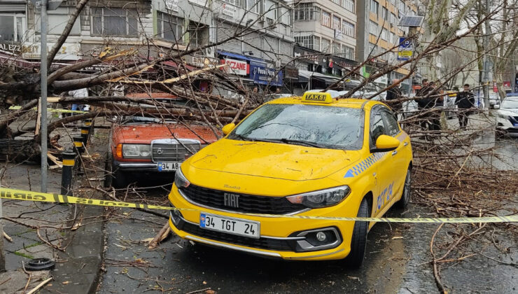 Fatih’teki asırlık ağaç iki aracın üzerine devrildi