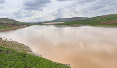 Mardin’de kurak alana buğday ekti! Yağmur suyu bastı