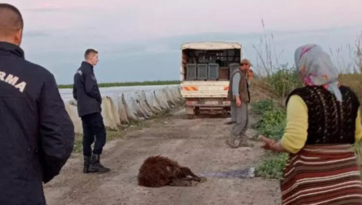 Mersin’de otlayan koyun sürüsü telef oldu