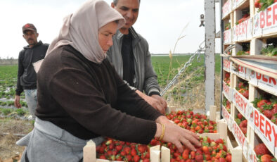 Mersin’de Silifke çileği hasadı başladı