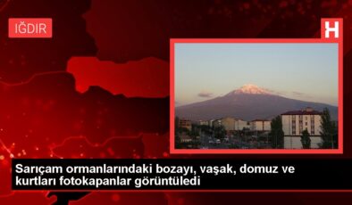 Sarıçam ormanlarındaki bozayı, vaşak, domuz ve kurtları fotokapanlar görüntüledi