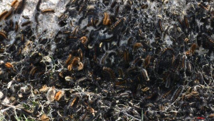 Şırnak’ta tırtıl istilası! Köylerde tarlalar dahil her tarafa yayıldı, çocuklar okula gitmeye korkuyor