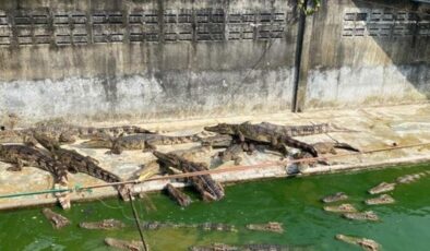 Tayland’da akılalmaz olay! Ölüme terk edilen timsahlar birbirini yedi