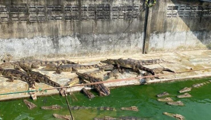 Tayland’da akılalmaz olay! Ölüme terk edilen timsahlar birbirini yedi