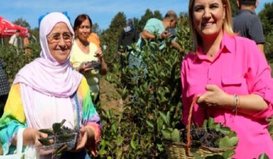 İzmit’te süper meyve aronya hasadı mutluluğu