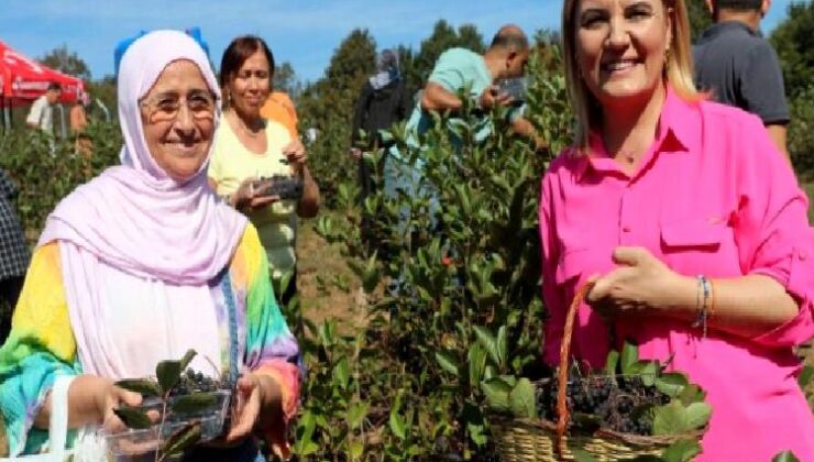 İzmit’te süper meyve aronya hasadı mutluluğu