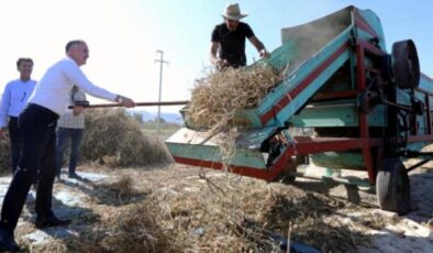 Tarladan sofraya… Cerrah Kuru Fasulyesi’nde hasat başladı