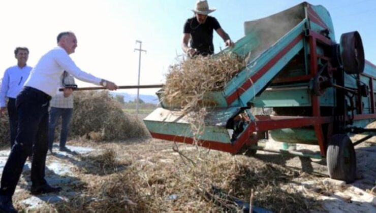 Tarladan sofraya… Cerrah Kuru Fasulyesi’nde hasat başladı