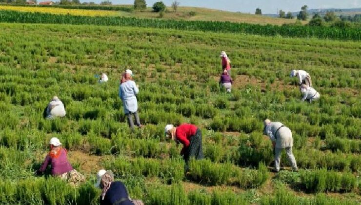 Kocaeli’de tıbbi ve aromatik bitkilerin hasadı başladı