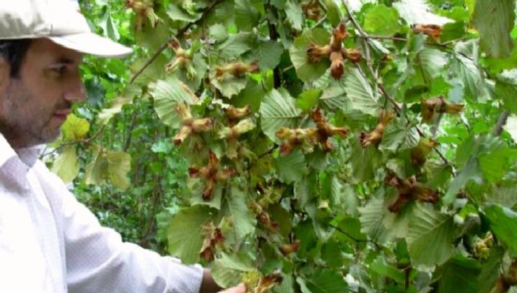 Fındığın 200 yıllık makus talihi değişecek