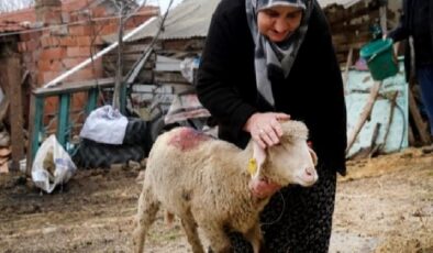 Eskişehir Büyükşehir’den üreticiye küçükbaş desteği