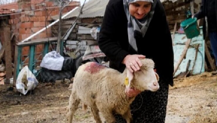 Eskişehir Büyükşehir’den üreticiye küçükbaş desteği