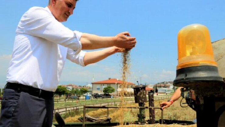 Göcük’te bu kez yem bitkisi yetişecek