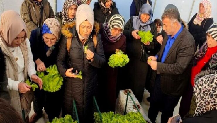 Kocaeli’nde topraksız tarıma kadın çiftçilerden yoğun ilgi