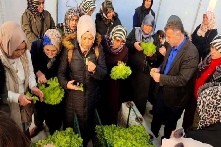 Kocaeli’nde topraksız tarıma kadın çiftçilerden yoğun ilgi