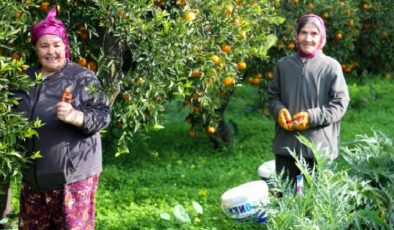 Mandalin hasadında imece ruhu canlandı