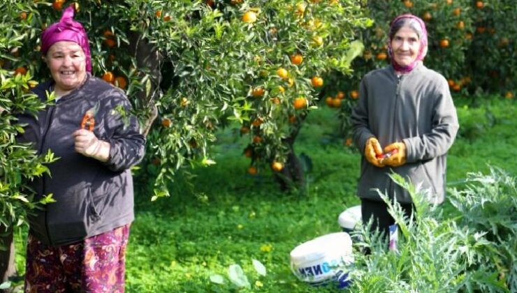 Mandalin hasadında imece ruhu canlandı