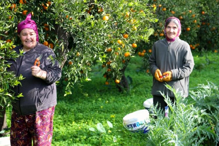 Mandalin hasadında imece ruhu canlandı