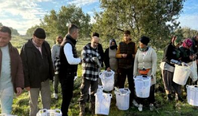 Manisa Akhisar’da zeytin üreticisine koruyucu malzeme